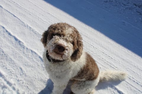 Lehenbrandthof Apartment in Salzburgerland