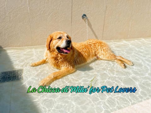 Animals, Animals, Pets, Pets, pet friendly, pet friendly