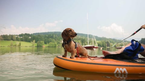 Natural landscape, Pets, Lake view