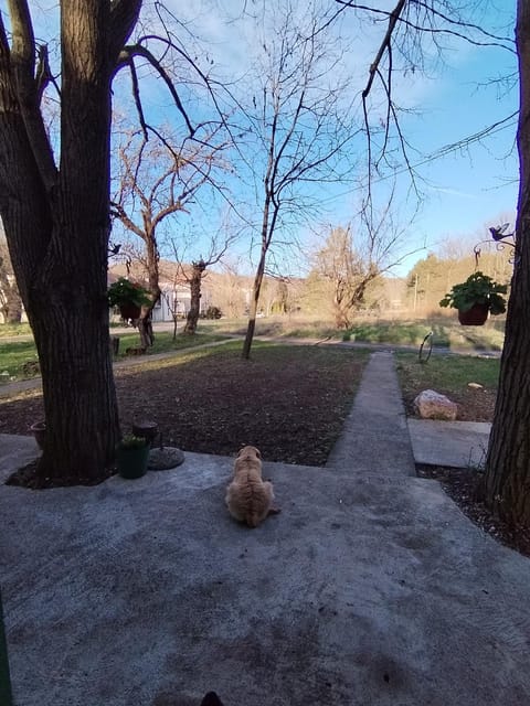 Vikendica Aki Apartment in Serbia