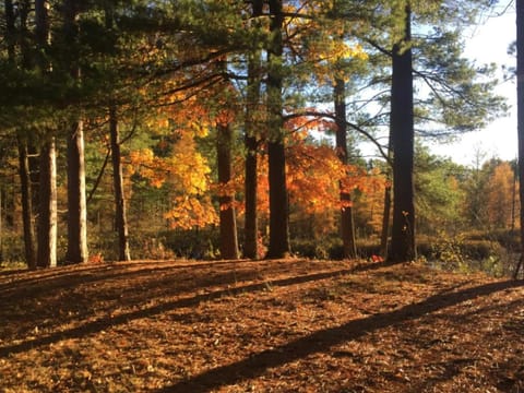 Bridge Inn Tomahawk - Room 107, 2 Queen Beds, Pet Friendly, Laminate Wood Flooring , Walkout, River View Bed and Breakfast in Wisconsin