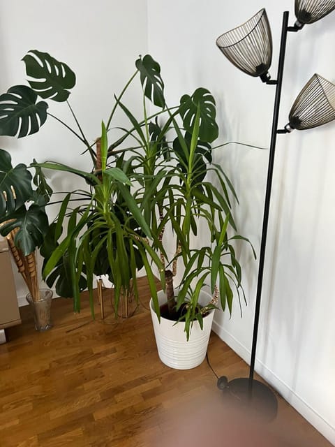 sweet appartement Disneyland Paris parking 300m station val d'Europe Apartment in Chessy