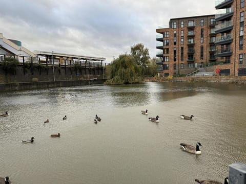 Property building, Natural landscape, Animals, River view