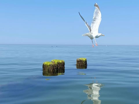 der Strandkater OG DG Priemer GM 69667 Apartment in Graal-Müritz