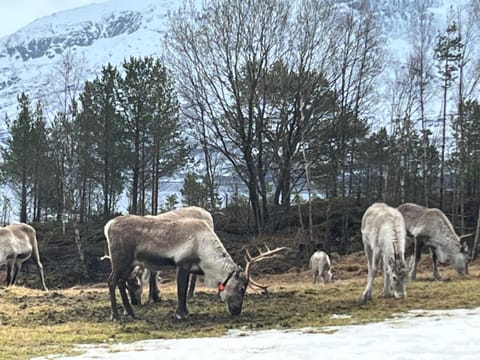 Efjord and Stetind Resort - Cabin Kulhorn Cabin in Nordland, Norway