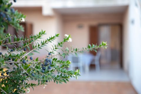 Patio, Garden