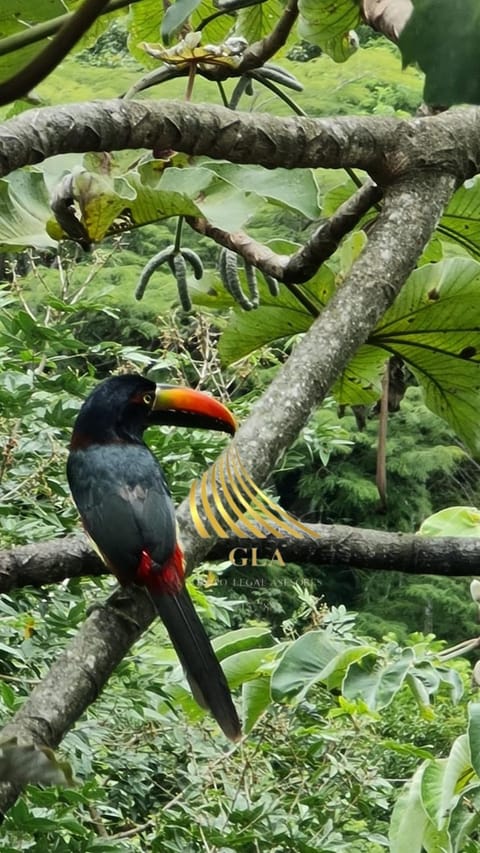 Natural landscape, Animals