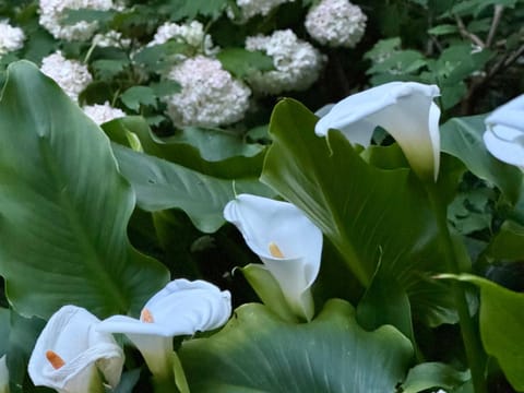 Il podere degli ulivi House in Pesaro