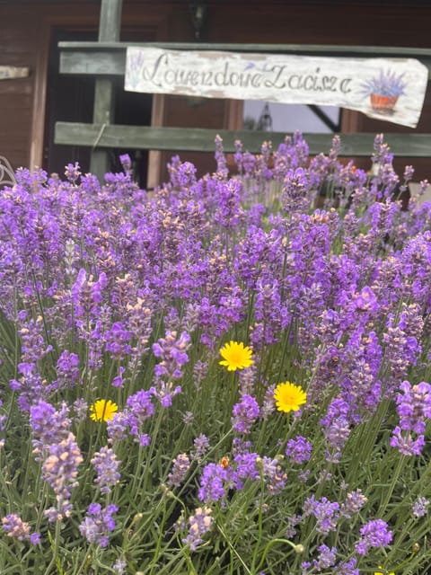 Domek Lawendowe Zacisze Apartment in Pomeranian Voivodeship