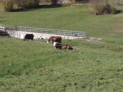 Agriturismo Plan d'Avie Farm Stay in Aosta