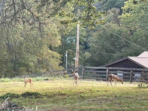 Natural landscape, Animals