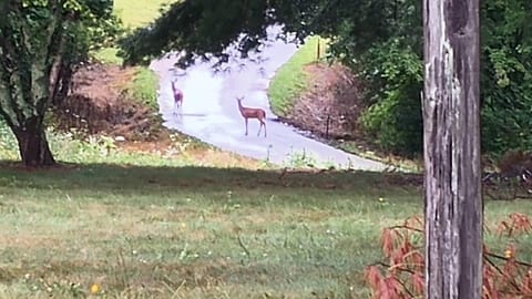 Natural landscape, View (from property/room), Animals