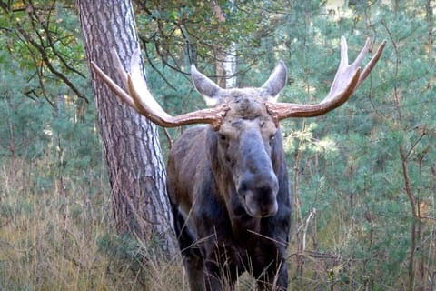 Animals