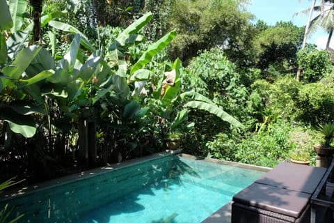 Garden, Swimming pool, Swimming pool