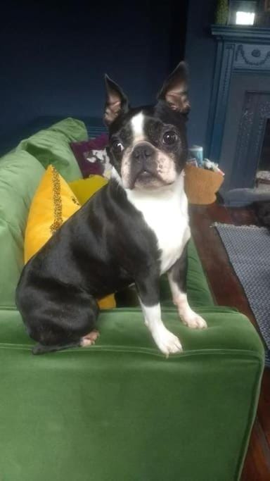 BOHOUSE Moody boho townhouse Macclesfield centre House in Macclesfield