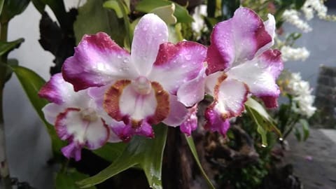 Manuk Dewata Villa Bed and Breakfast in Sidemen