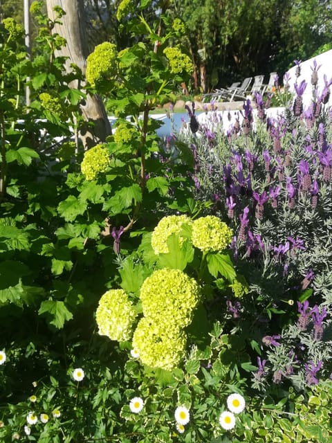 Spring, Garden, Garden view