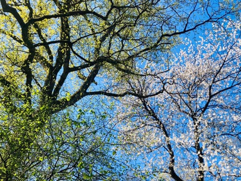 Woody Lodge - Duplex Nature Bonsoy Ardennes Chalet in Wallonia, Belgium