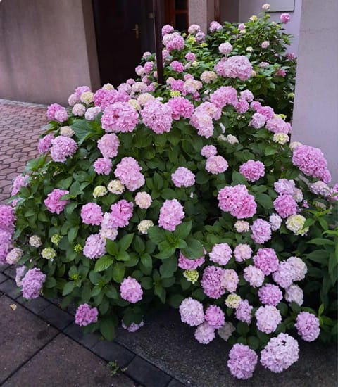 Apartment Beso Apartment in Mostar