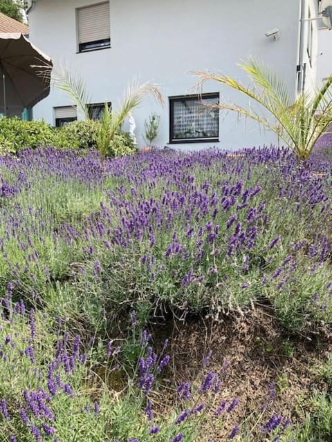 Property building, Garden view