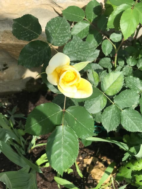 Gogo Moustache Guest House Bed and Breakfast in North Macedonia