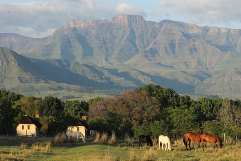 Garden, Pets, Mountain view