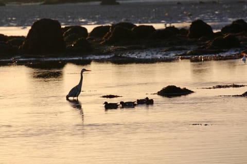 Curlews Rest - Gateway to the Aran Islands Apartment in County Galway