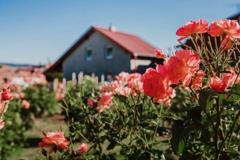 Property building, Spring, Garden, Garden view
