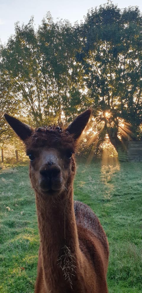 Aux murmures de la nature B&B Bed and Breakfast in Honfleur