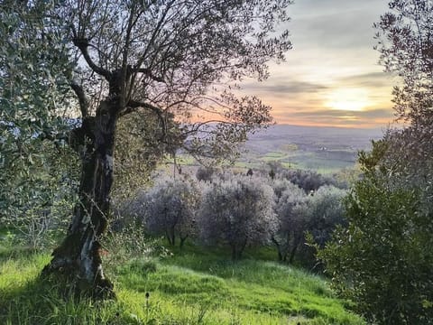 Natural landscape