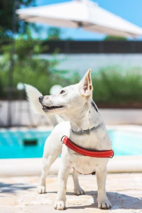 Kuća za odmor Laurus s bazenom House in Šibenik-Knin County, Croatia