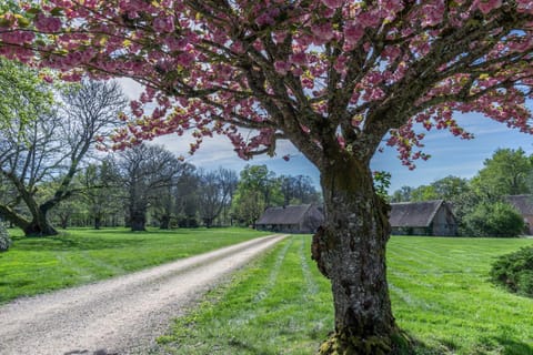 Spring, Day, Natural landscape, Garden, Garden view