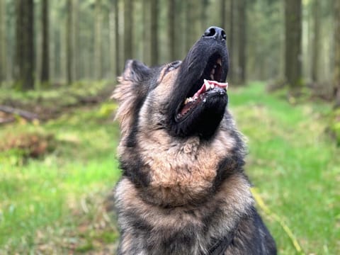 Auberge du Carrefour Hotel in Manhay