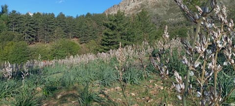 NIOLU Apartment in Corsica