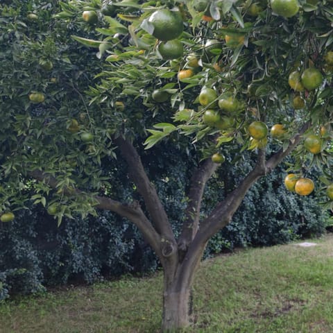 Natural landscape, Garden view