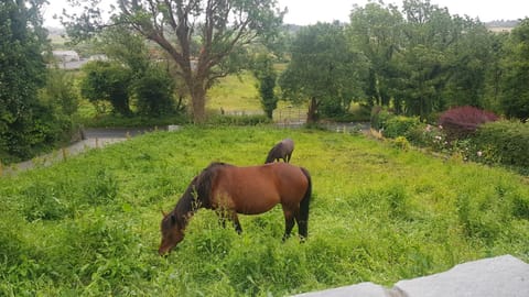 Hogan's Cottage House in County Clare