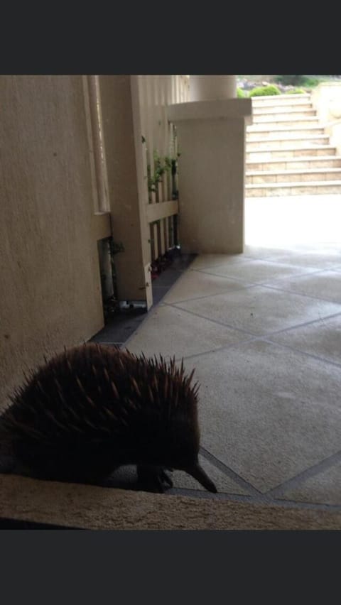 Blackstone Lakeside 4 Bedrooms 2 Bathrooms House in Tasmania