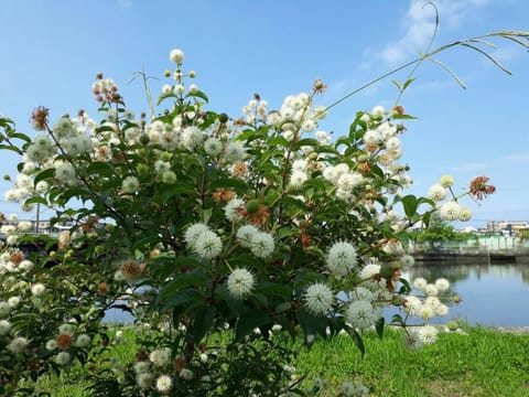 Natural landscape, River view