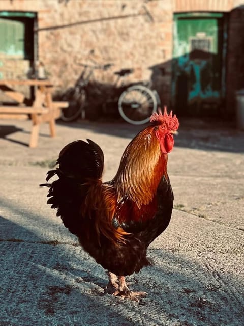 Shepherds Hut - Brecon Beacons Campground/
RV Resort in Wales