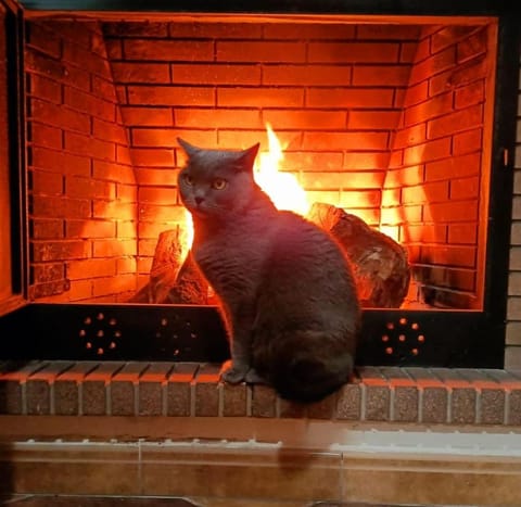 fireplace, pet friendly