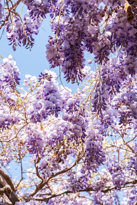 Spring, Natural landscape, Garden