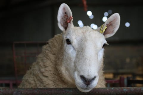 Cob Cottage House in Wales