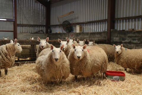 Cob Cottage House in Wales