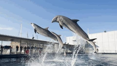 La perla bianca Apartment in Genoa