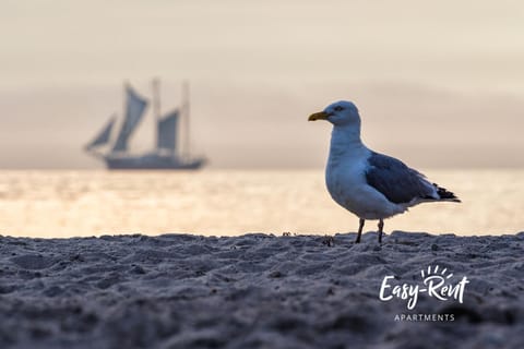 Dwupoziomowy apartament Grande Apartment in West Pomeranian Voivodeship, Poland