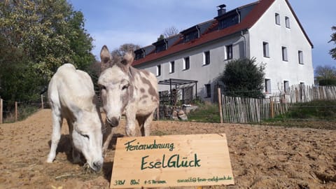 Property building, Animals