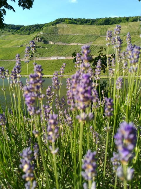 Ferienwohnungen und Gästezimmer Peter Busch Apartment in Bernkastel-Kues