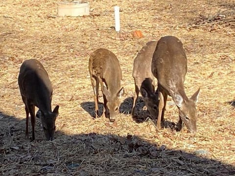 Casa di Montagna/5BR/3Bath/NearResorts/PetsAllowed Apartment in Coolbaugh Township