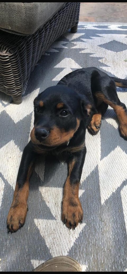 Roundhouse Guesthouse Bed and Breakfast in Franschhoek