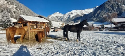 Obenfigerhof Apartment in Salzburgerland